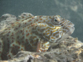   Stocky hawkfish Hanauma Bay Oahu Hawaii. Hawaii  